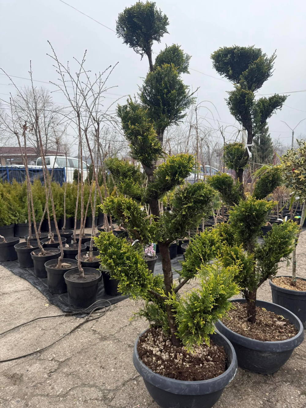 S.R.L. "GEMINUS CARCOR"