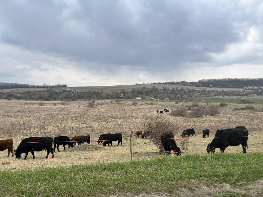 S.R.L. "MIRALDA GRUP"